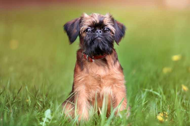 11 Things To Consider Before Getting A Brussels Griffon 