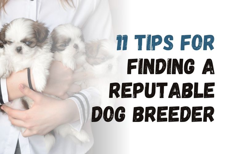 11 Tips for Finding a Reputable Dog Breeder