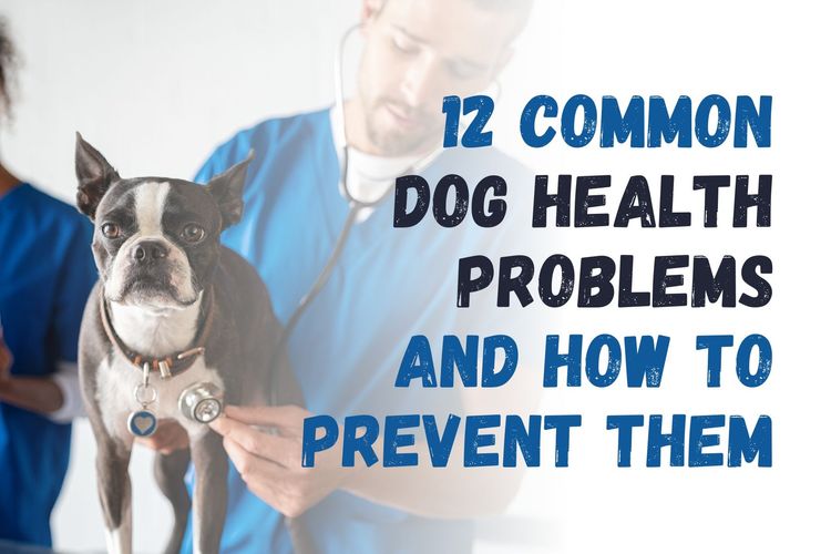 12 Common Dog Health Problems and How to Prevent Them