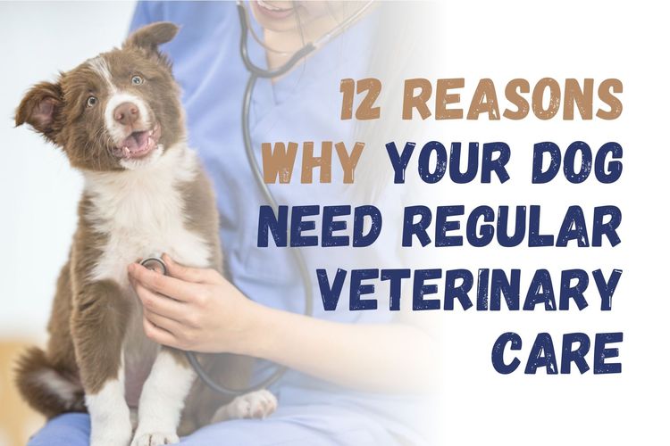 12 Reasons to Have Regular Veterinary Care for Dogs