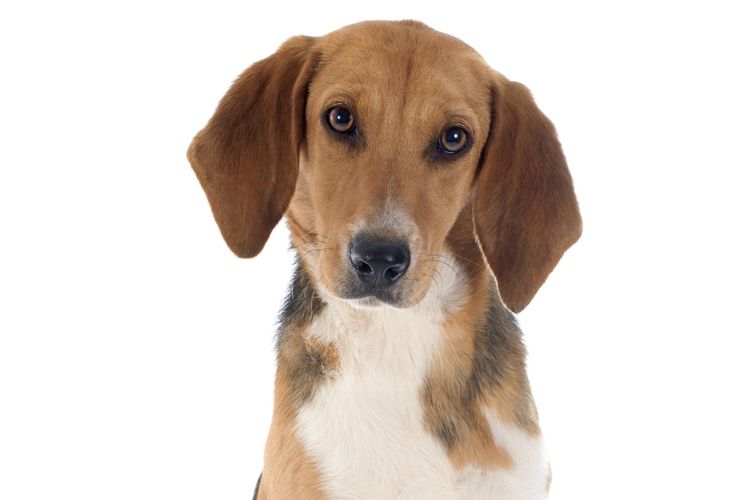 12 Things to Know Before Getting a Beagle Harrier
