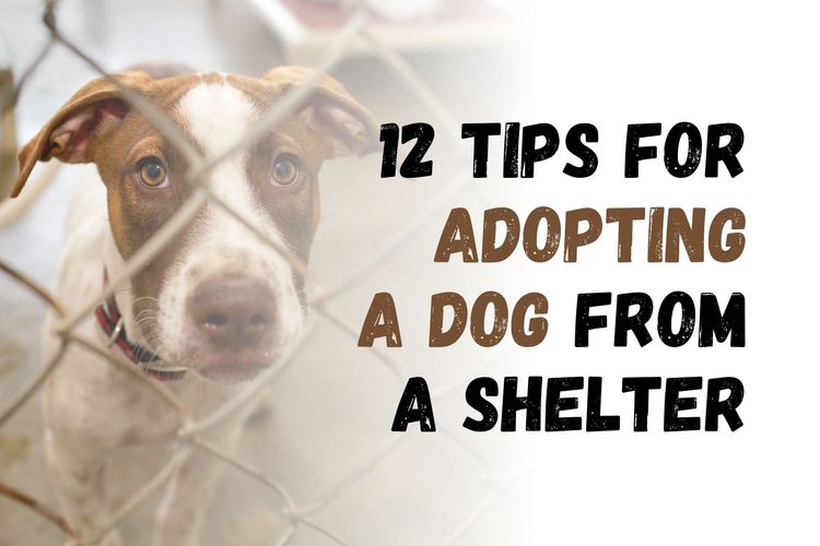 12 Tips for Adopting a Rescue Dog