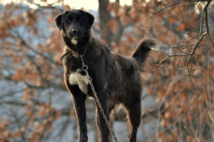 9 Types of People Who Should Consider Owning a Majorca Shepherd Dog