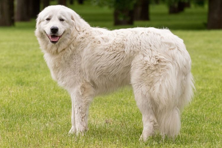 9 Types of People Who Should Consider Owning a Maremma Sheepdog