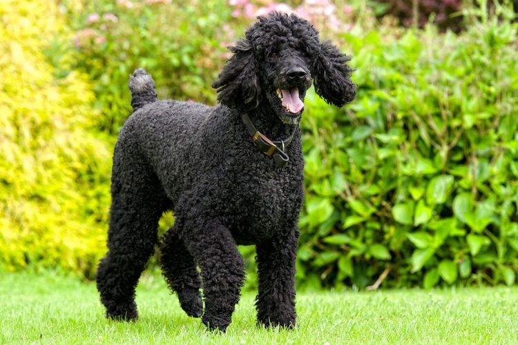 The 11 Types of People Who Will Love Owning a Poodle