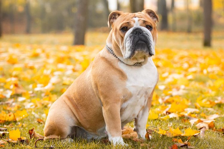 The 7 Types of People Who Will Love Owning a Bulldog
