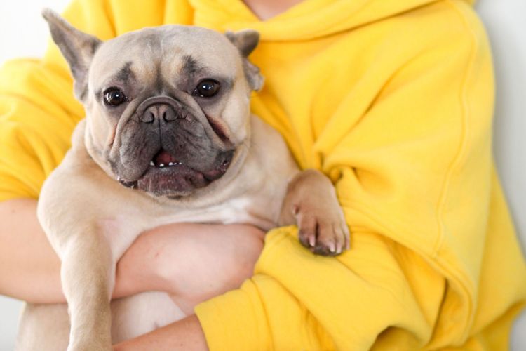 The 8 Types of People Who Will Love Owning a French Bulldog.