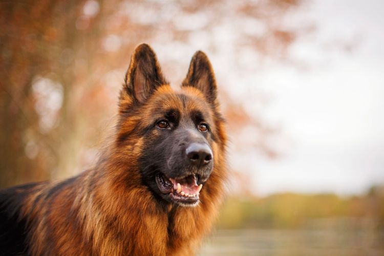 The 9 Types of People Who Will Love Owning a German Shepherd