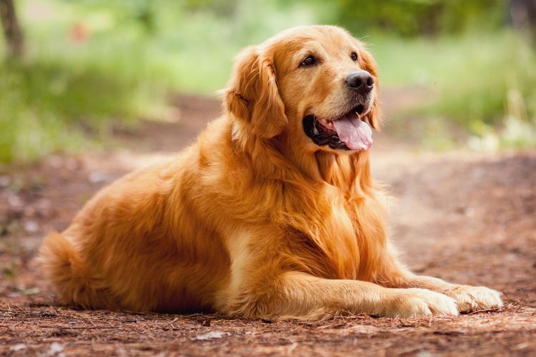 The 9 Types of People Who Will Love Owning a Golden Retriever