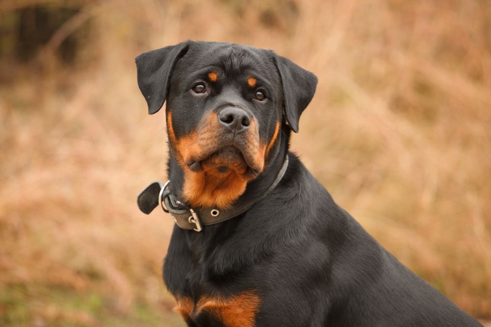 Healthiest dog breeds large hotsell