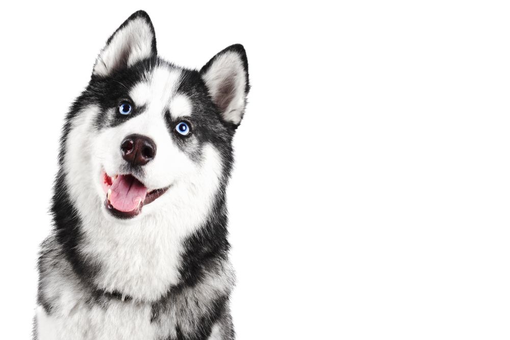 Siberian Husky