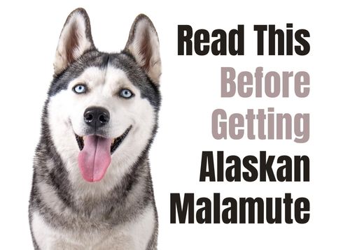 10 Fascinating Facts About the Alaskan Malamute