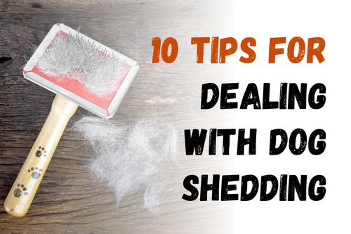 10 Tips for Dealing With Dog Shedding