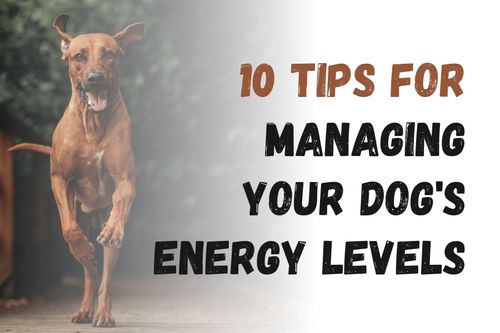 10 Tips for Managing Your Dog's Energy Levels