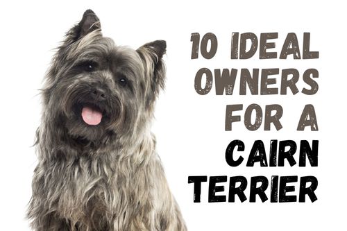 10 Types of People Who Should Consider Owning a Cairn Terrier