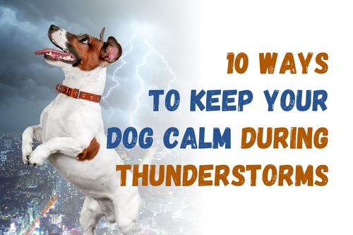 10 Ways to Keep Your Dog Calm During Fireworks and Thunderstorms