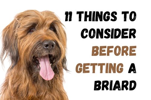 11 Things To Consider Before Getting A Briard
