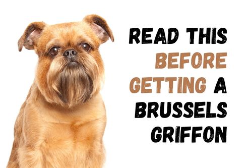 11 Things To Consider Before Getting A Brussels Griffon 