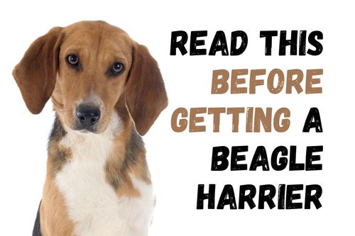12 Things to Know Before Getting a Beagle Harrier