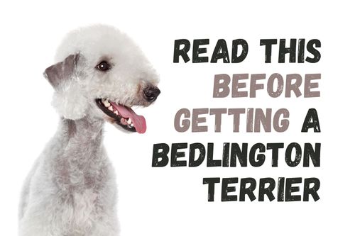 are bedlington terrier noisy