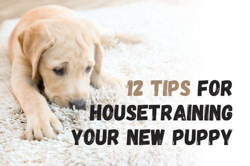 Stunning Farm Puppy Housebreaking Techniques image