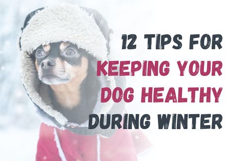 12 Tips for Keeping Your Dog Healthy During the Winter Months