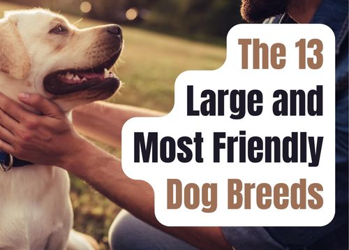 13 Large Dog Breeds That Will Steal Your Heart With Their Gentle Nature