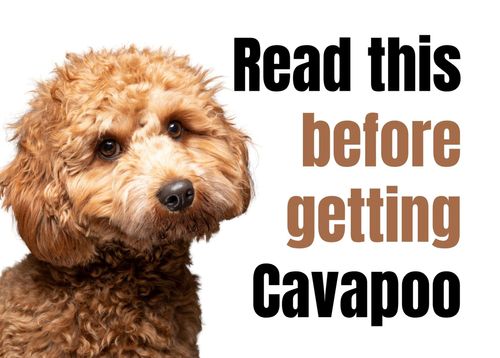 13 Things to Consider Before Buying a Cavapoo Puppy