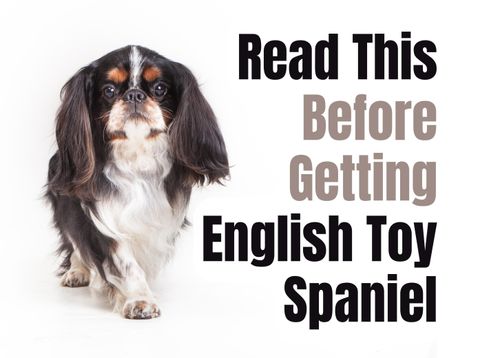 english toy spaniel vs cavalier king charles spaniel