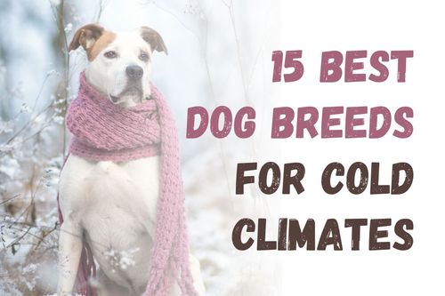 15 Best Dog Breeds for Cold Climates
