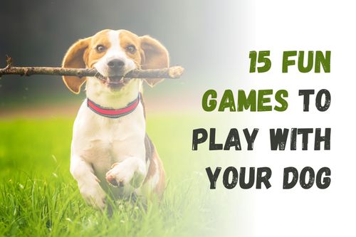 15 Fun Games to Play with Your Dog