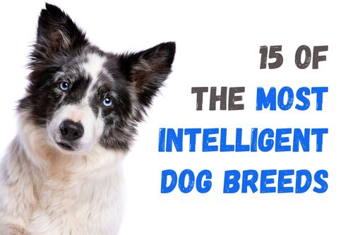 15 of the Most Intelligent Dog Breeds