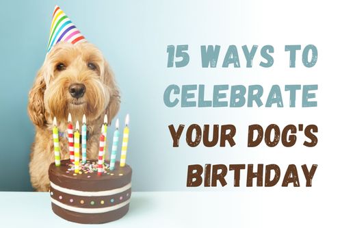 15 Ways to Celebrate Your Dog's Birthday