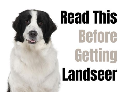 19 Things to Consider Before Buying a Landseer  Puppy