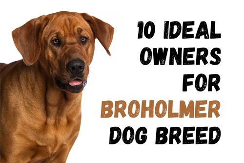 7 Types of People Who Should Consider Owning a Broholmer Dog