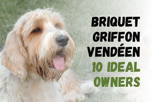 8 Types of People Who Will Love Owning a Briquet Griffon Vendéen Dog