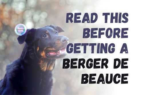 9 Things to Know Before Getting a Berger De Beauce