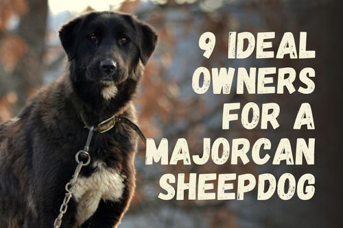9 Types of People Who Should Consider Owning a Majorca Shepherd Dog