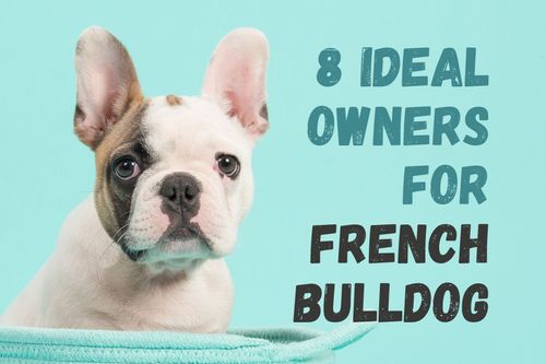 The 8 Types of People Who Will Love Owning a French Bulldog.
