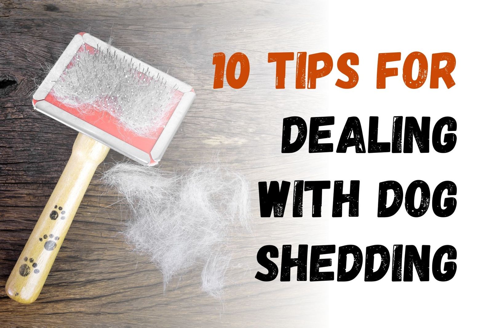 How to Manage Your Dog's Shedding 10 Useful Tips
