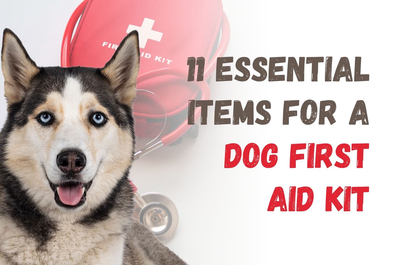 What Do You Need In A Dog First Aid Kit