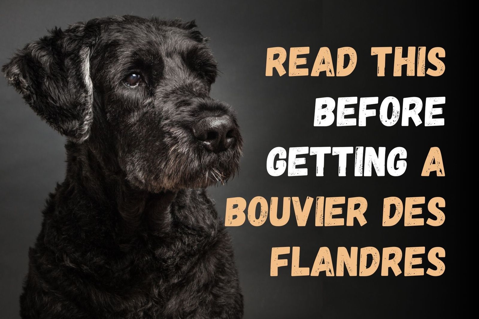 11-things-to-consider-before-getting-a-bouvier-des-flandres