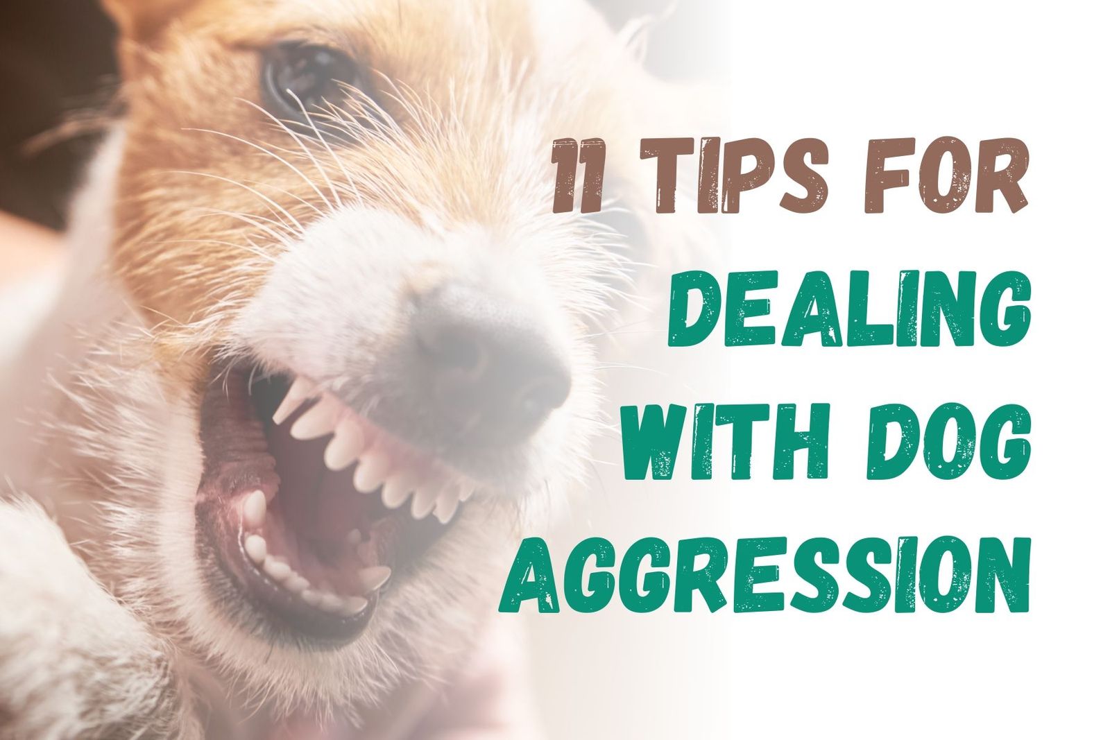 How To Handle An Aggressive Dog: 11 Useful Tips