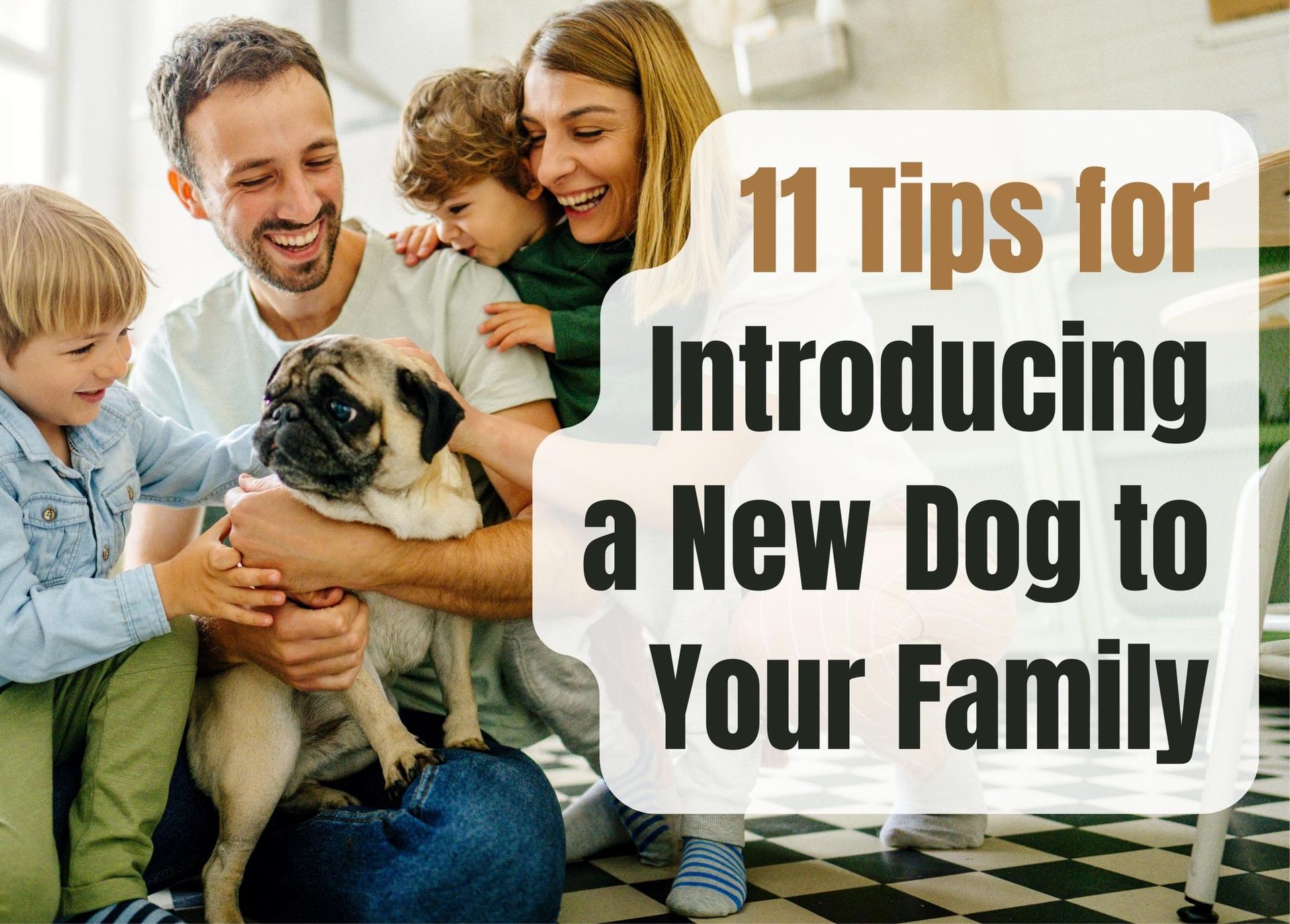 How to Introduce a New Dog to Your Family: 11 Helpful Tips