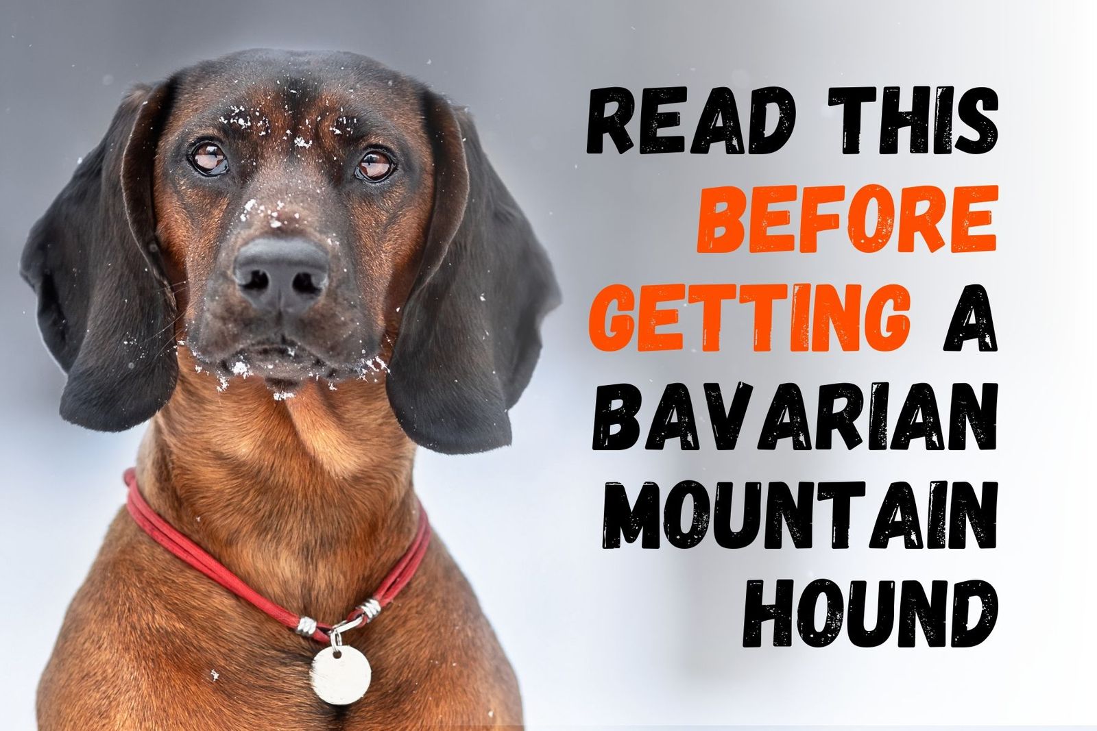 are bavarian mountain hounds intelligent dogs