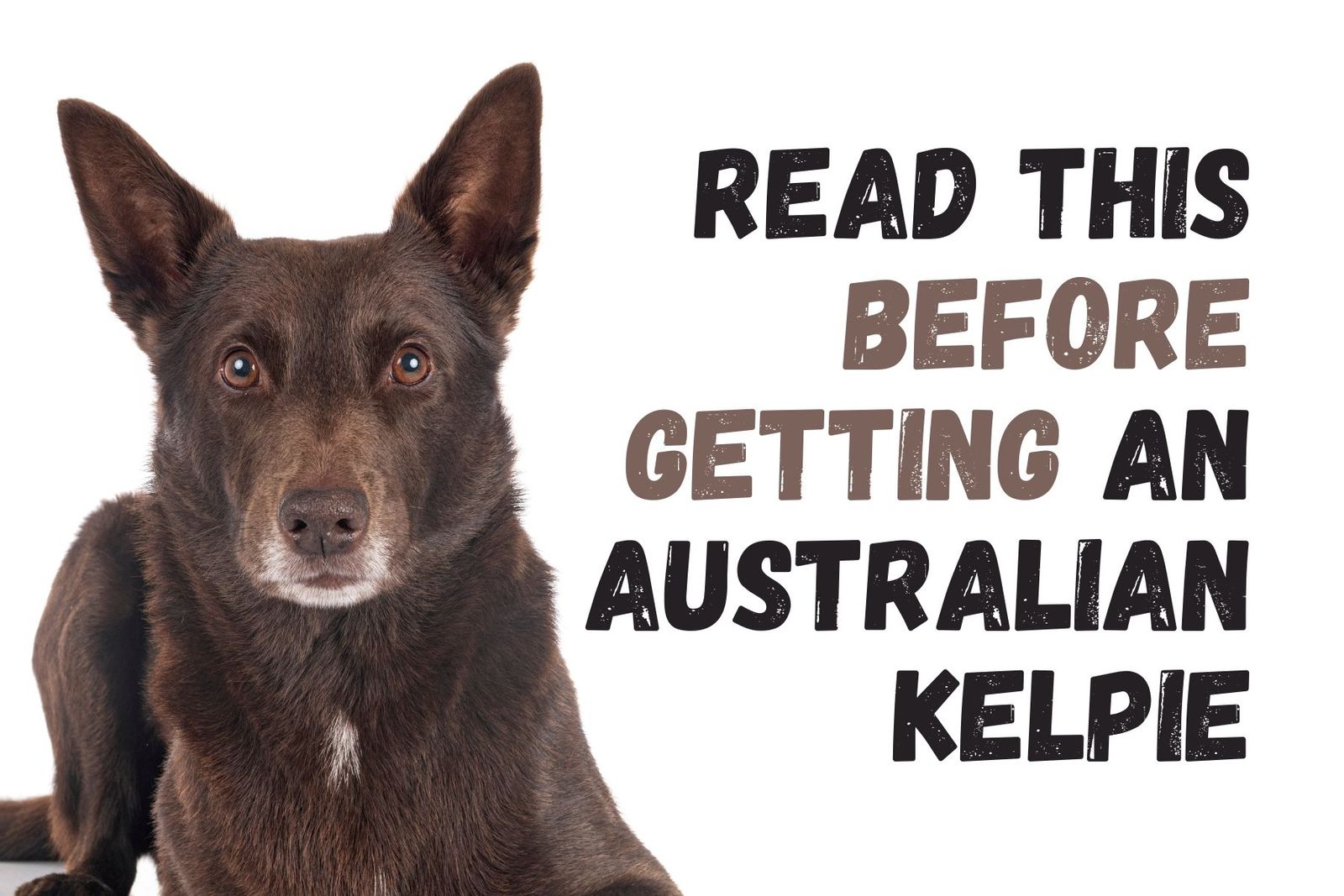 12 Things To Know Before Getting An Australian Kelpie 