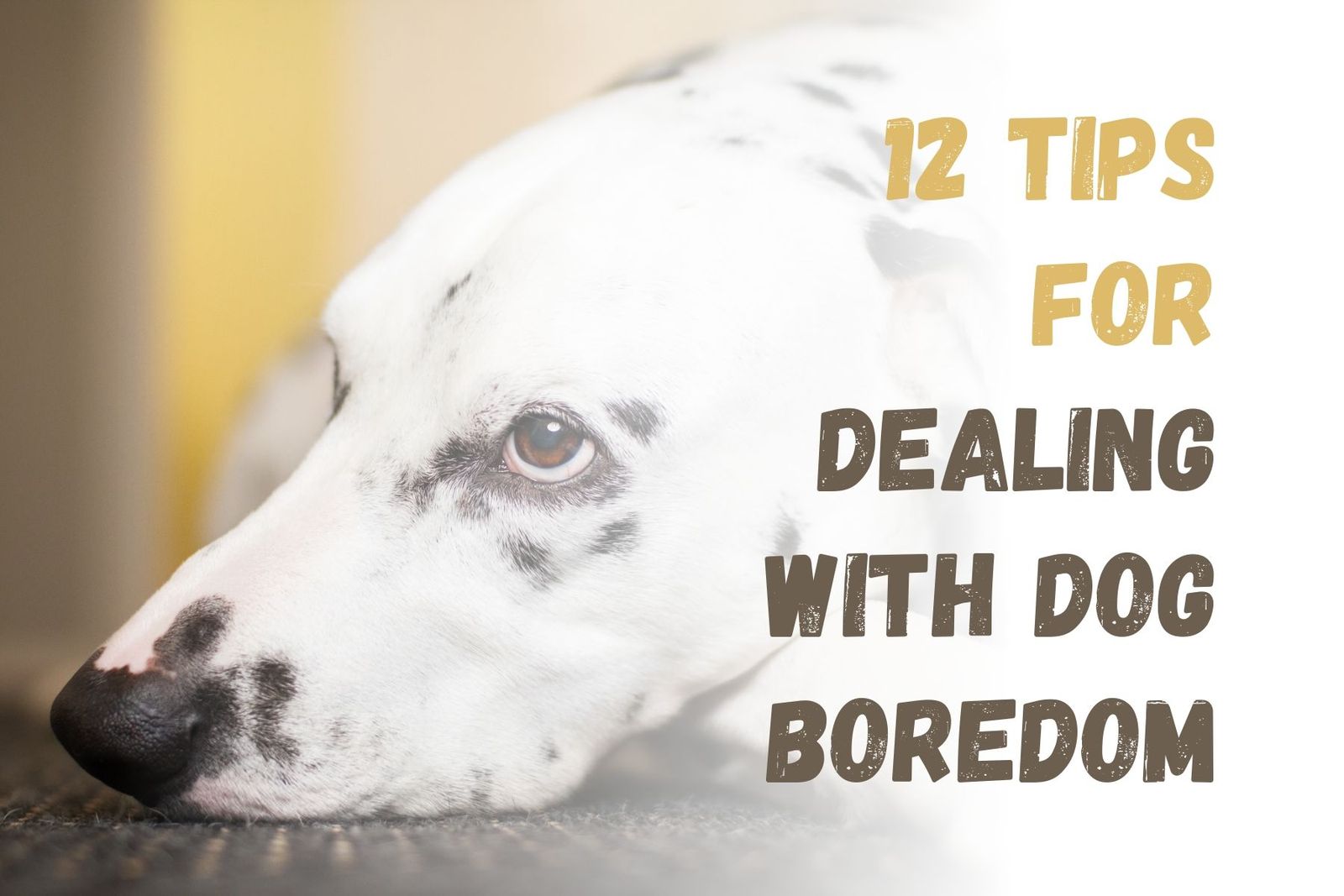 How to Keep Your Dog Entertained and Avoid Boredom
