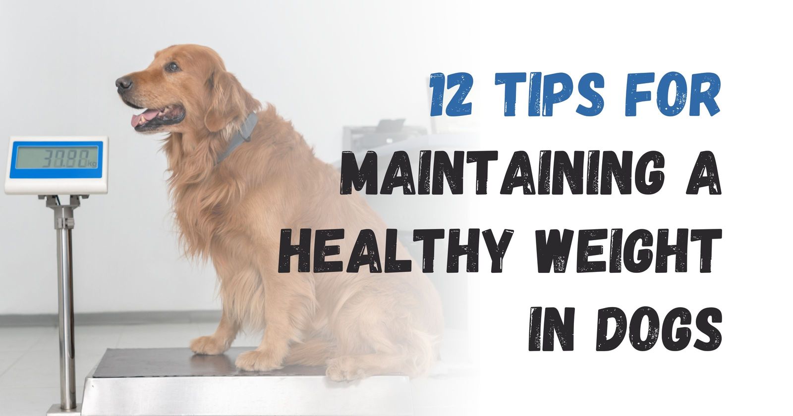 Image showcasing How to Manage Your Dog's Weight and Avoid Obesity: 12 Tips