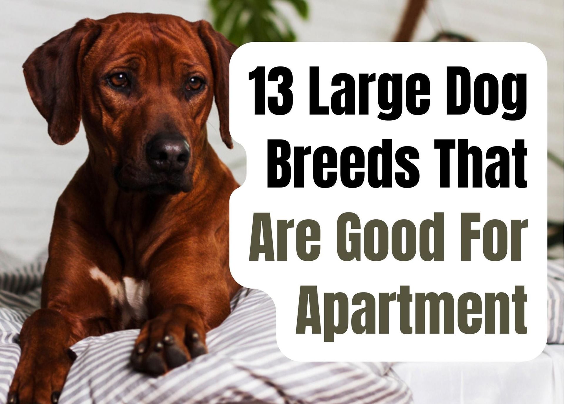are greyhounds good for apartments