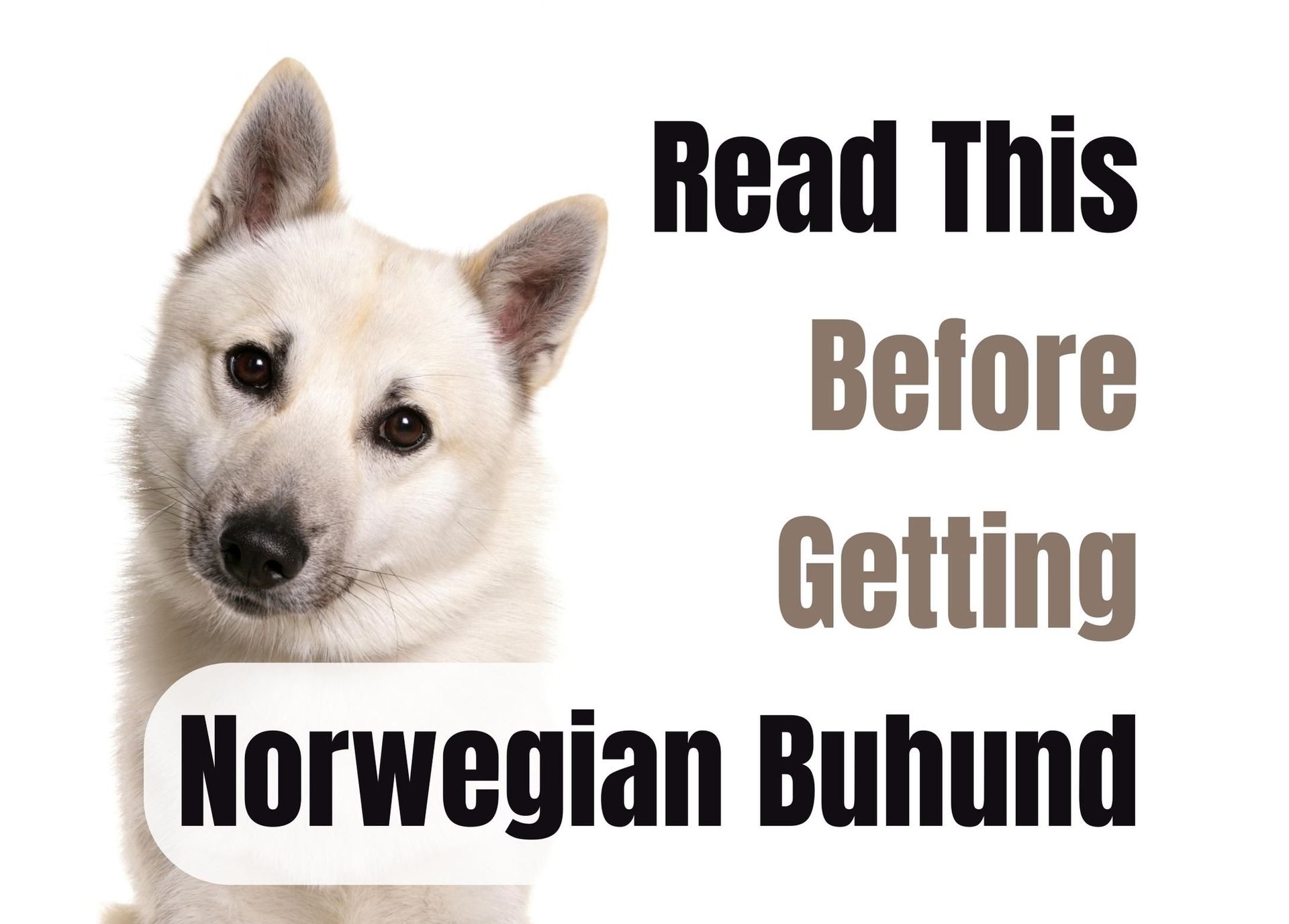 are norwegian buhunds good pets